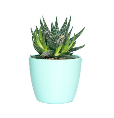 Plants & Planters1