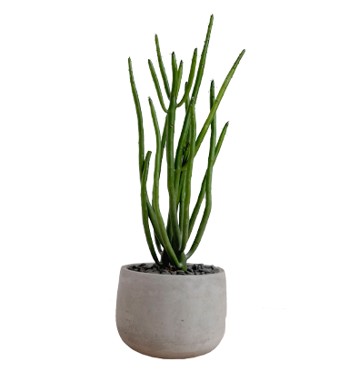 Plants & Planters2