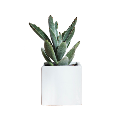 Plants & Planters5